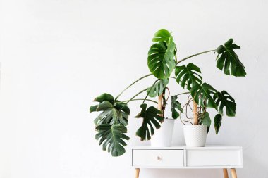 Beautiful monstera plants in a white pots on wooden table on white background. minimalism. Hipster scandinavian style room interior. Empty white wall and copy space