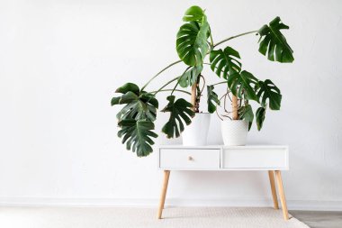 Beautiful monstera plants in a white pots on wooden table on white background. minimalism. Hipster scandinavian style room interior. Empty white wall and copy space
