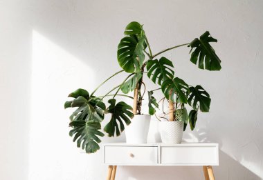 Beautiful monstera plants in a white pots on wooden table on white background. minimalism. Hipster scandinavian style room interior. Empty white wall and copy space