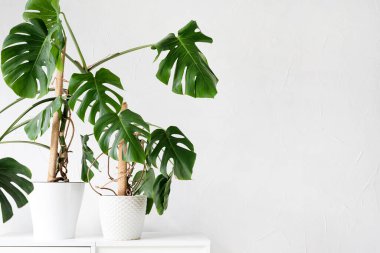 Beautiful monstera plants in a white pots on wooden table on white background. minimalism. Hipster scandinavian style room interior. Empty white wall and copy space