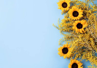 Frame of yellow mimosa flowers on blue solid bakground. Spring concept. Flat lay. Top view, banner