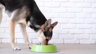 Cute mixed breed dog eating from the bowl at home lying on the floor, white brick wall background