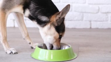 Cute mixed breed dog eating from the bowl at home lying on the floor, white brick wall background