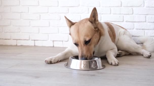 Cute Mixed Breed Dog Eating Bowl Home Lying Floor White — Stock video