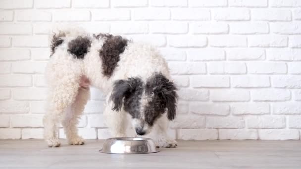 可爱的杂种狗在家里用碗吃饭躺在地板上 白色砖墙背景 — 图库视频影像
