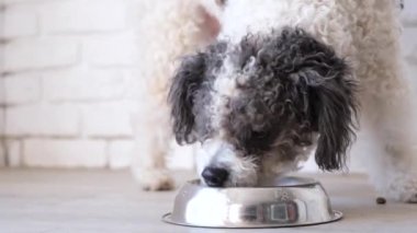 Cute mixed breed dog eating from the bowl at home lying on the floor, white brick wall background