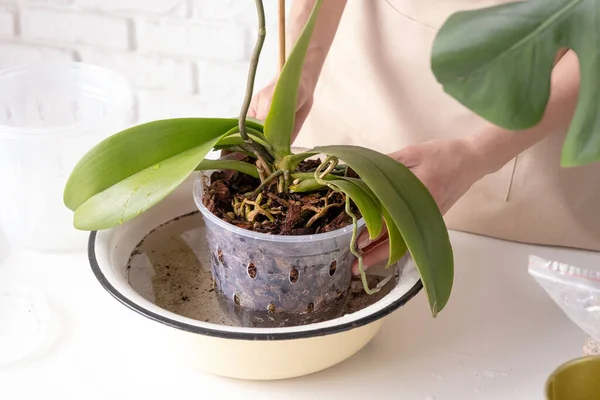 Stock image Spring seasonal hobbies. Transplanting and watering orchid plants. Home gardening, breeding of orchids.