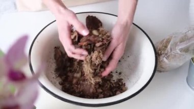 Bahar mevsimi hobileri. Orkide nakli yapılıyor. Evde bahçıvanlık, orkide yetiştirme..