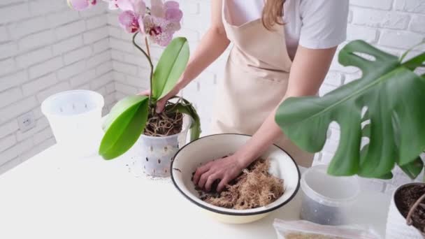 Bahar Mevsimi Hobileri Orkide Nakli Yapılıyor Evde Bahçıvanlık Orkide Yetiştirme — Stok video