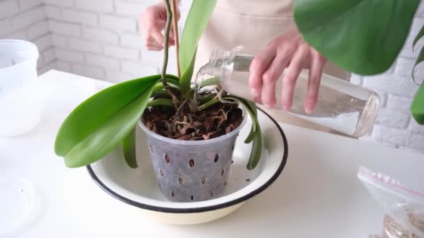 Spring Seasonal Hobbies Transplanting Orchid Plants Home Gardening Breeding Orchids — Stock Video