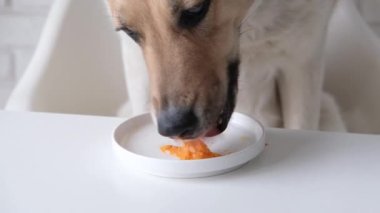 Şirin melez köpek evdeki masada oturuyor ve tabaktan yemek yiyor, köpek artıklarını yiyor.