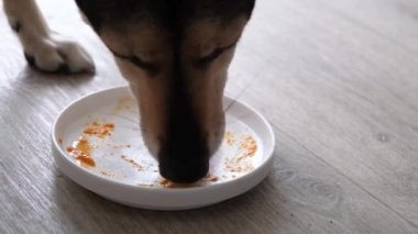 Tatlı melez köpek tabaktan arta kalan yemekleri yiyor.