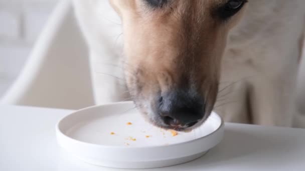 可爱的杂种狗坐在家里的桌子旁 吃着盘子里的食物 吃着剩菜 — 图库视频影像