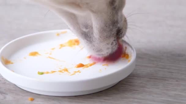 Leuke Gemengde Ras Hond Eten Van Voedsel Restjes Van Plaat — Stockvideo