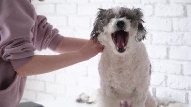 Köpek hijyeni. Kadın tımarcı evde tatlı melez köpekleri tımar ediyor. Yorgun köpek tımar ediliyor