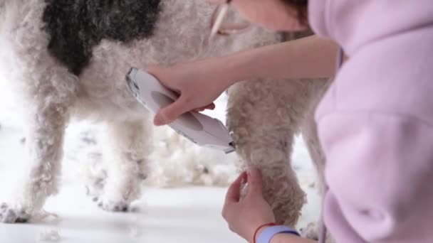 狗卫生 女模特儿在家里打扮可爱的混血儿 — 图库视频影像