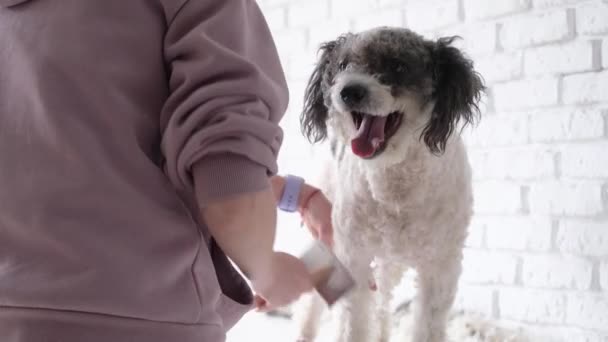 Köpek Hijyeni Kadın Tımarcı Evde Tatlı Melez Köpekleri Tımar Ediyor — Stok video