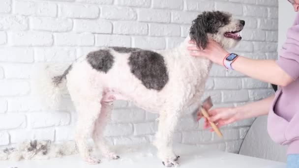 Higiene Dos Cães Mulher Groomer Grooming Bonito Misto Raça Cão — Vídeo de Stock