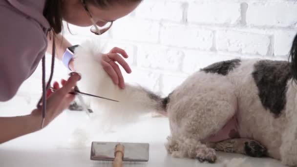 狗卫生 女模特儿在家里打扮可爱的混血狗尾巴 — 图库视频影像