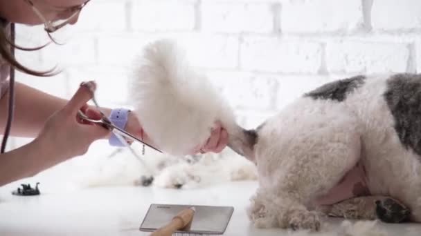 Гігієна Собак Жінка Громер Доглядає Милий Змішаний Собачий Хвіст Породи — стокове відео
