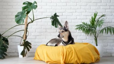 Hayvan bakımı. Şirin melez köpek evde sarı yatakta uzanıyor uykuya dalıyor, arka planda ev bitkileri var.