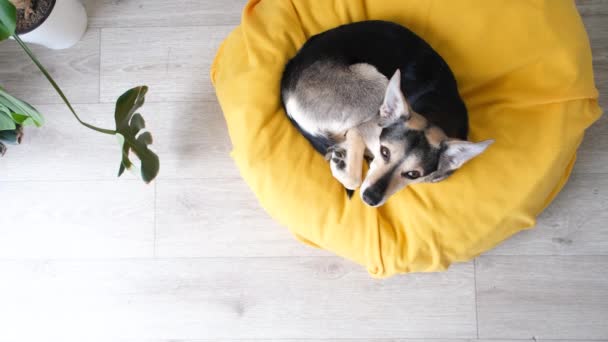 宠物狗照顾 可爱的混种狗躺在黄色的床上睡着了 家养的狗背景上 — 图库视频影像