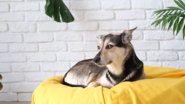 宠物狗照顾 可爱的混种狗躺在黄色的床上睡着了 家养的狗背景上 — 图库视频影像