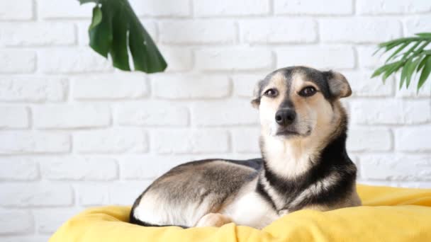 Huisdierenzorg Leuke Gemengde Ras Hond Liggend Geel Bed Thuis Slaap — Stockvideo