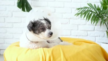 Hayvan bakımı. Ameliyattan sonra koruyucu tasma takan sevimli melez köpek, tıbbi aletler ve ekipmanlar, evde iyileşme.