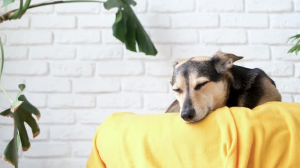 Haustierbetreuung Niedlicher Mischlingshund Liegt Auf Gelbem Bett Hause Beim Einschlafen — Stockvideo