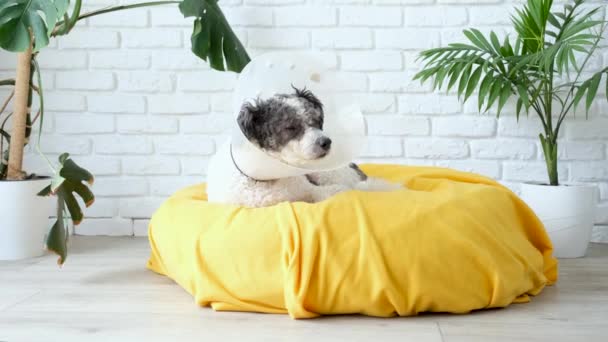 Opieka Nad Zwierzętami Cute Mieszane Rasy Pies Noszenie Obroży Ochronnej — Wideo stockowe