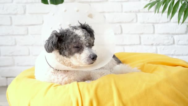 Hayvan Bakımı Ameliyattan Sonra Koruyucu Tasma Takan Sevimli Melez Köpek — Stok video