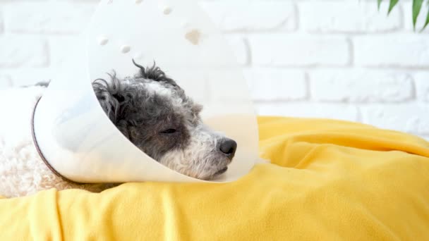 Huisdierenzorg Leuke Gemengde Ras Hond Dragen Beschermende Kegel Kraag Chirurgie — Stockvideo