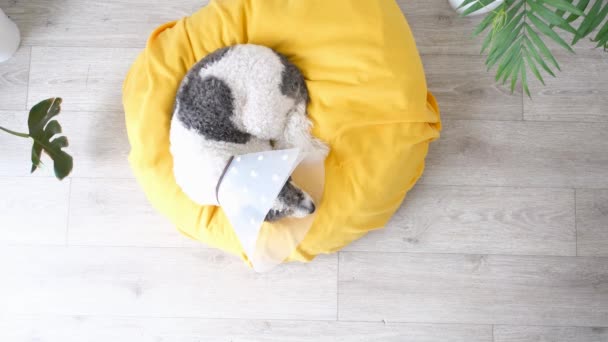 Cuidado Mascotas Lindo Perro Raza Mixta Acostado Cama Amarilla Casa — Vídeo de stock
