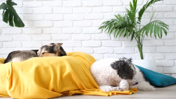 Haustierbetreuung Niedlicher Mischlingshund Liegt Auf Gelbem Bett Hause Beim Einschlafen — Stockvideo