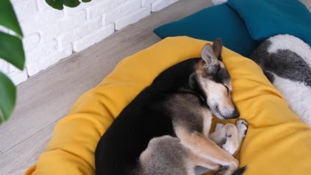 Opieka Nad Zwierzętami Cute Mieszane Rasy Pies Leżący Żółtym Łóżku — Wideo stockowe