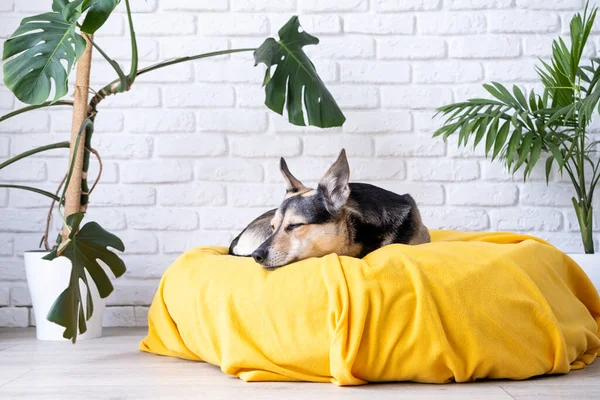 Pet Care Anjing Ras Campuran Lucu Berbaring Tempat Tidur Kuning — Stok Foto