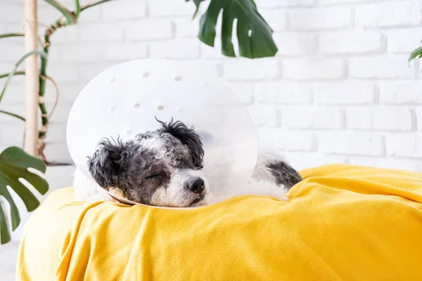 Pet care. Cute mixed breed dog wearing protective cone collar after surgery, medical tools and equipment, recovery at home
