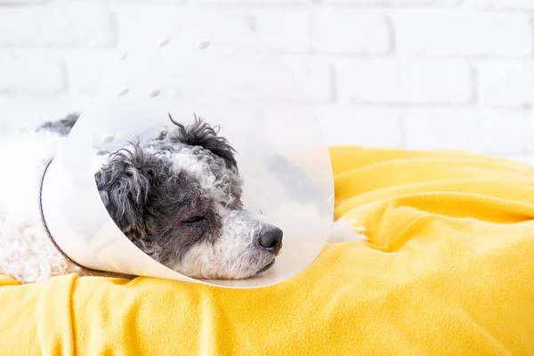 Huisdierenzorg Leuke Gemengde Ras Hond Dragen Beschermende Kegel Kraag Chirurgie — Stockfoto