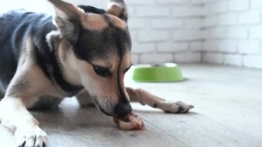 Hayvan bakımı. Şirin melez köpek, doğal kuru et çiğniyor, diş temizliyor.