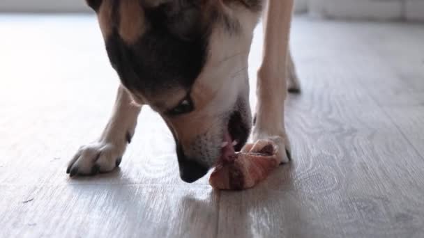 ペットケア かわいい混合品種の犬は 天然乾燥肉のスナックを噛む 歯をきれいに — ストック動画