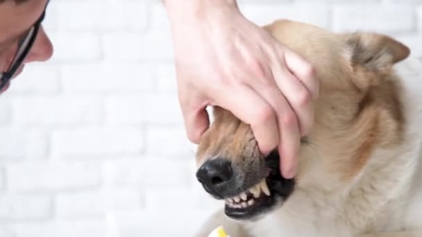 ペットケア 家でかわいい混合品種の犬の所有者ブラッシング歯 — ストック動画