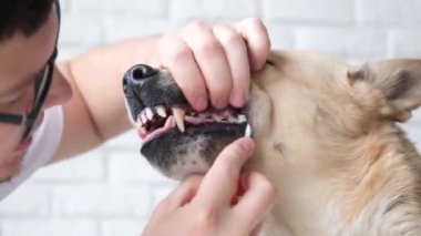 Hayvan bakımı. Evdeki şirin melez köpeğin dişlerini fırçalayan sahibi.