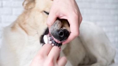 Hayvan bakımı. Evdeki şirin melez köpeğin dişlerini fırçalayan sahibi.