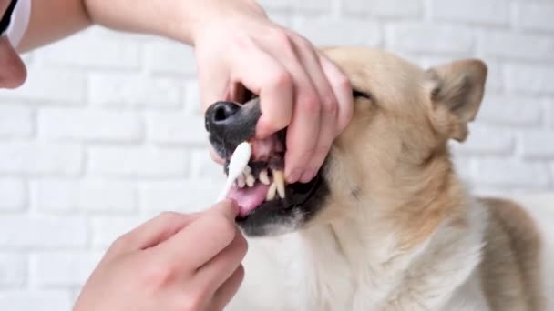 Cuidado Mascotas Propietario Cepillarse Los Dientes Lindo Perro Raza Mixta — Vídeo de stock