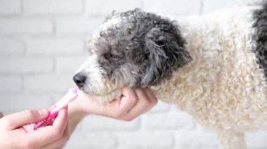 Hayvan bakımı. Evdeki şirin melez köpeğin dişlerini fırçalayan sahibi.