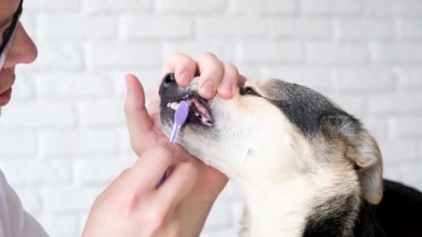Opieka Nad Zwierzętami Właściciel Myje Zęby Słodkiego Psa Rasy Mieszanej — Wideo stockowe