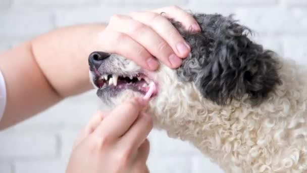 Догляд Тваринами Власник Чистить Зуби Милої Змішаної Породи Собаки Вдома — стокове відео