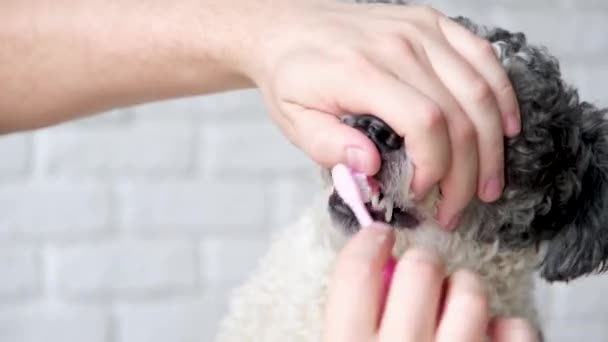Opieka Nad Zwierzętami Właściciel Myje Zęby Słodkiego Psa Rasy Mieszanej — Wideo stockowe