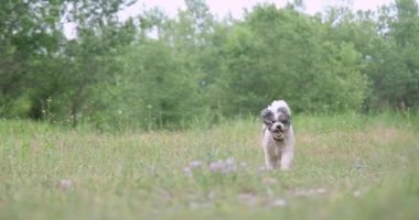 Mutlu melez köpek tasması takıyor yeşil alanda koşuyor, ağır çekimde.